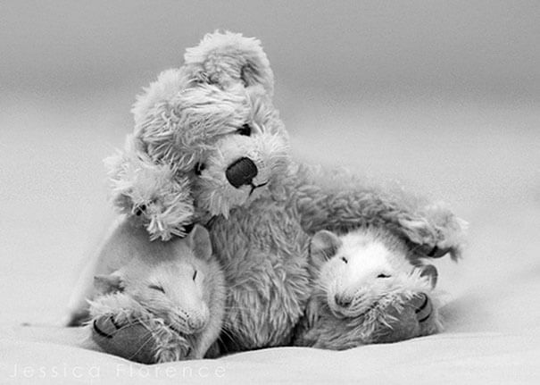 Rats With Teddy Bears ellen van deelen jessica florence 7 (1)