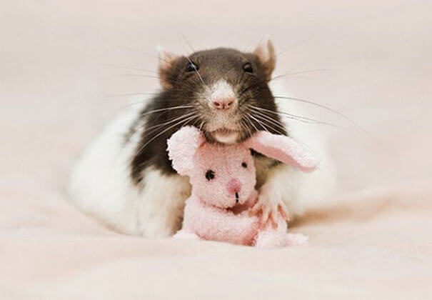 Rats With Teddy Bears ellen van deelen jessica florence 8 (1)