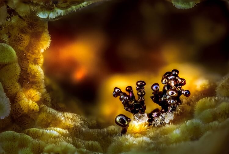 Winners of the 2017 Nikon Small World Photomicrography Competition 10 (1)