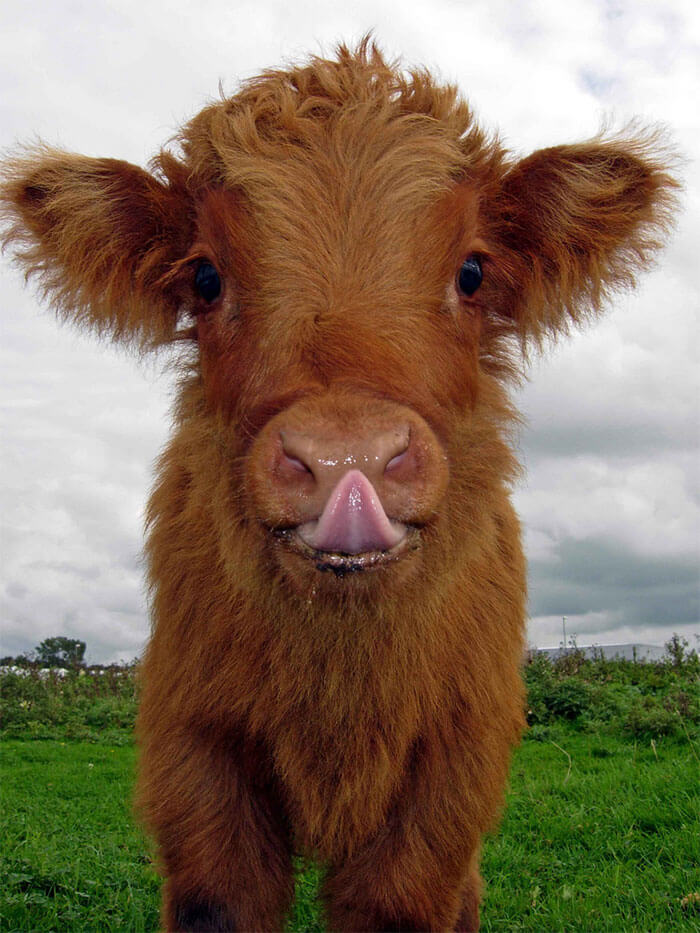 cute cows 12 (1)