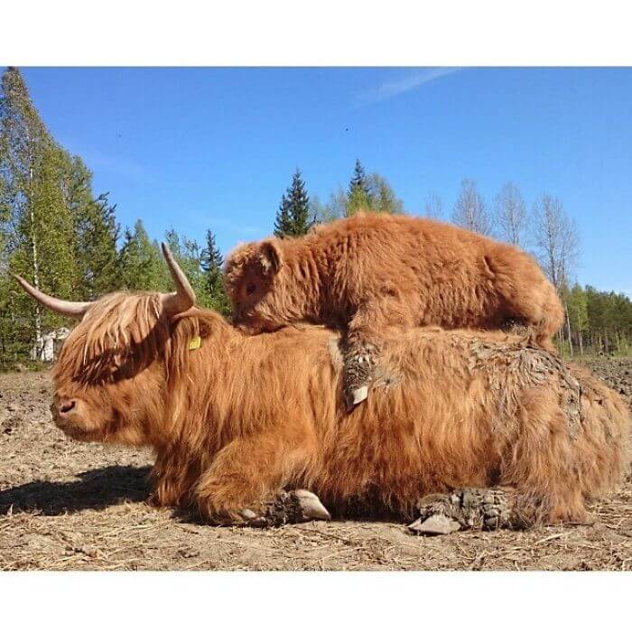 scottish highland cattle baby