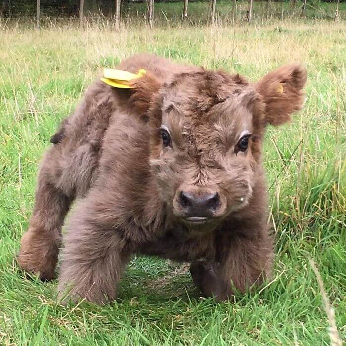 adorable cows 15 (1)