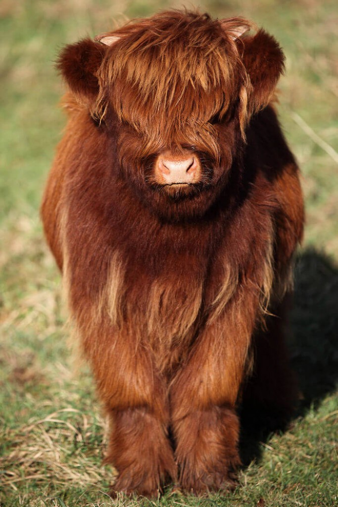These Baby Highland Cattle Cows Can Cheer You Up No Matter What Happened