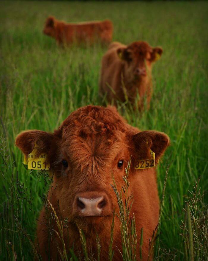 baby animal age for cattle