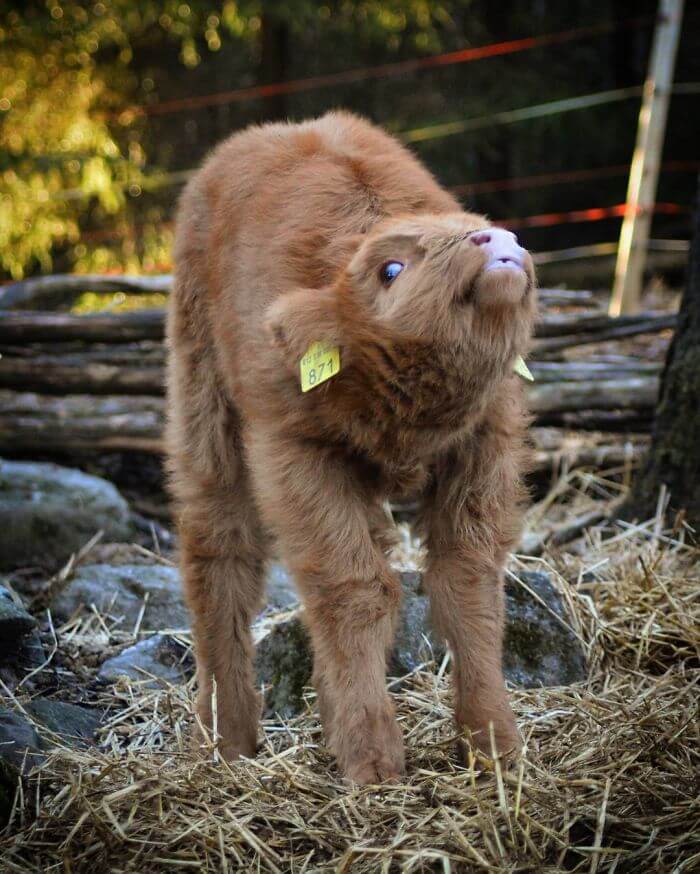 These Baby Highland Cattle Cows Can Cheer You Up No Matter What Happened