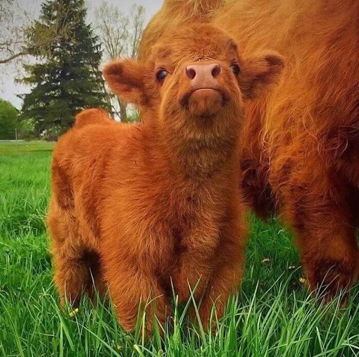 baby cows 2 (1)