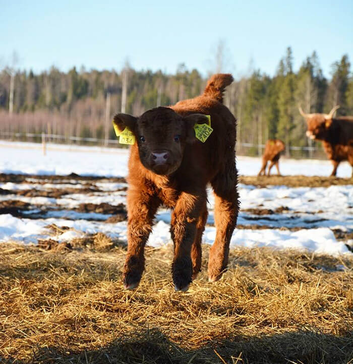 highland cows 21 (1)