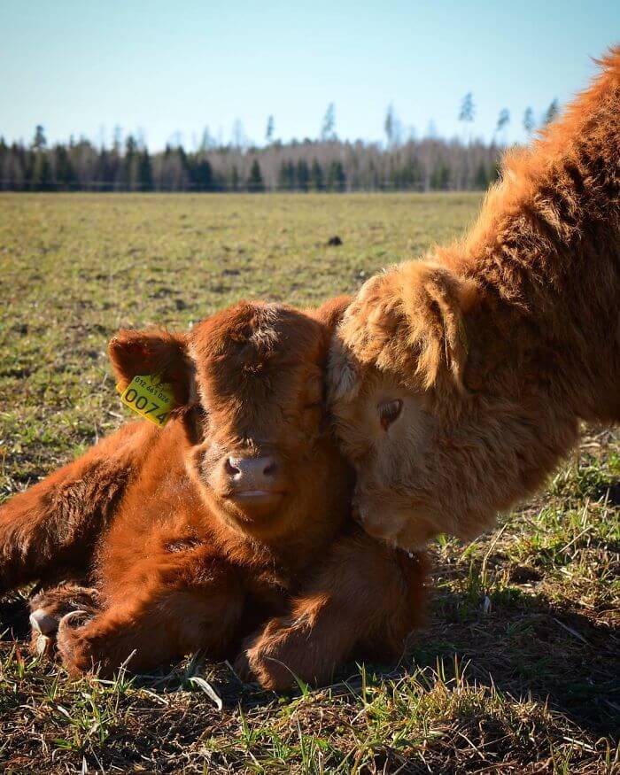 highland cows 22 (1)