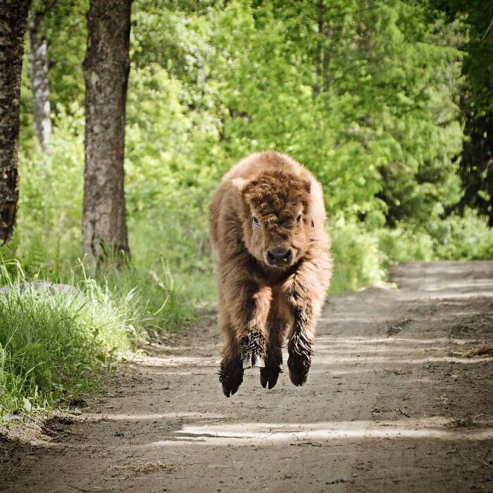 highland cow calf