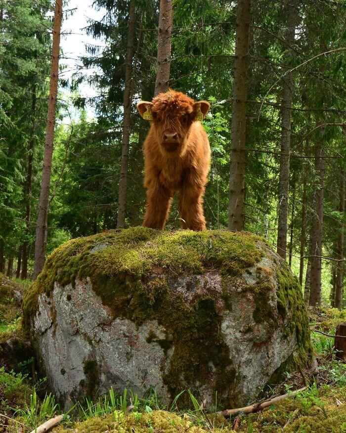 highland cows 24 (1)