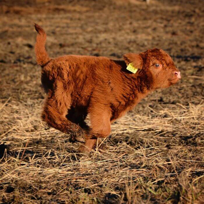 baby animal age for cattle