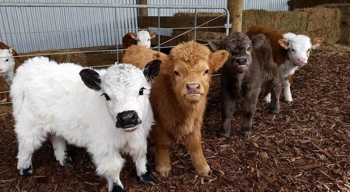 baby cows 3 (1)