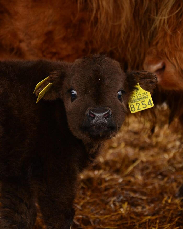 These Baby Highland Cattle Cows Can Cheer You Up No Matter What Happened