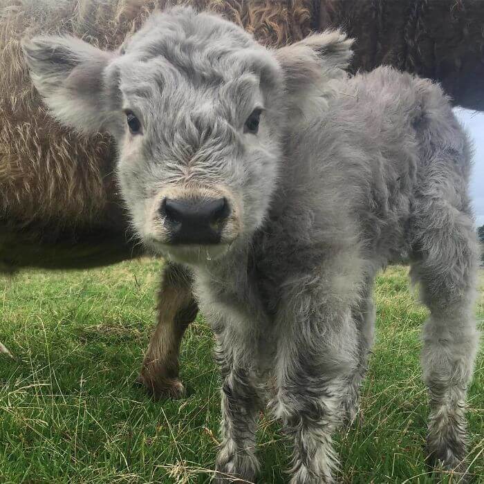 baby animal age for cattle