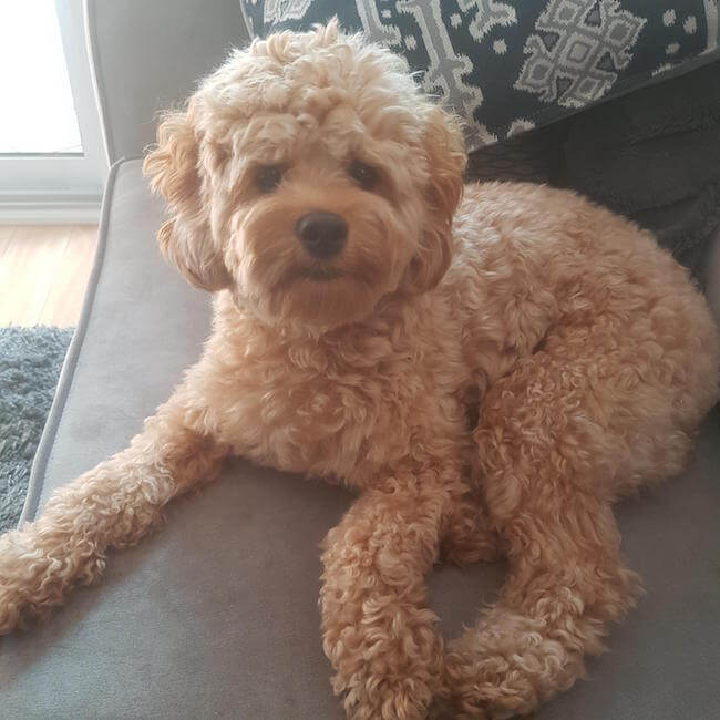 poodles that look like teddy bears