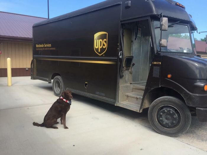 ups driver dog meeting group 10 (1)