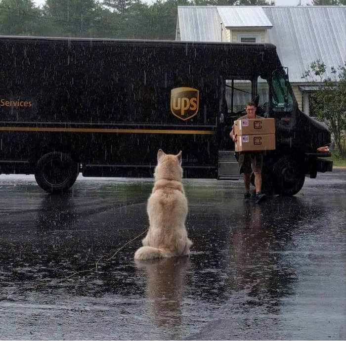 ups driver dog meeting group 4 (1)