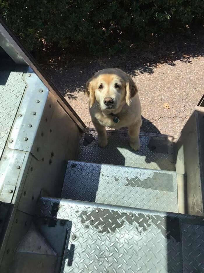 ups driver dog meeting group 5 (1)