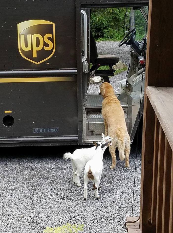 ups driver dog meeting group 9 (1)