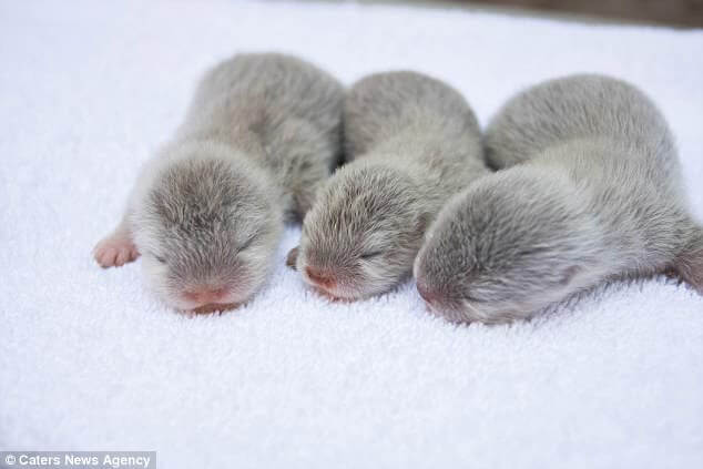 Baby Otters Born at the Santa Barbara Zoo 1 (1)