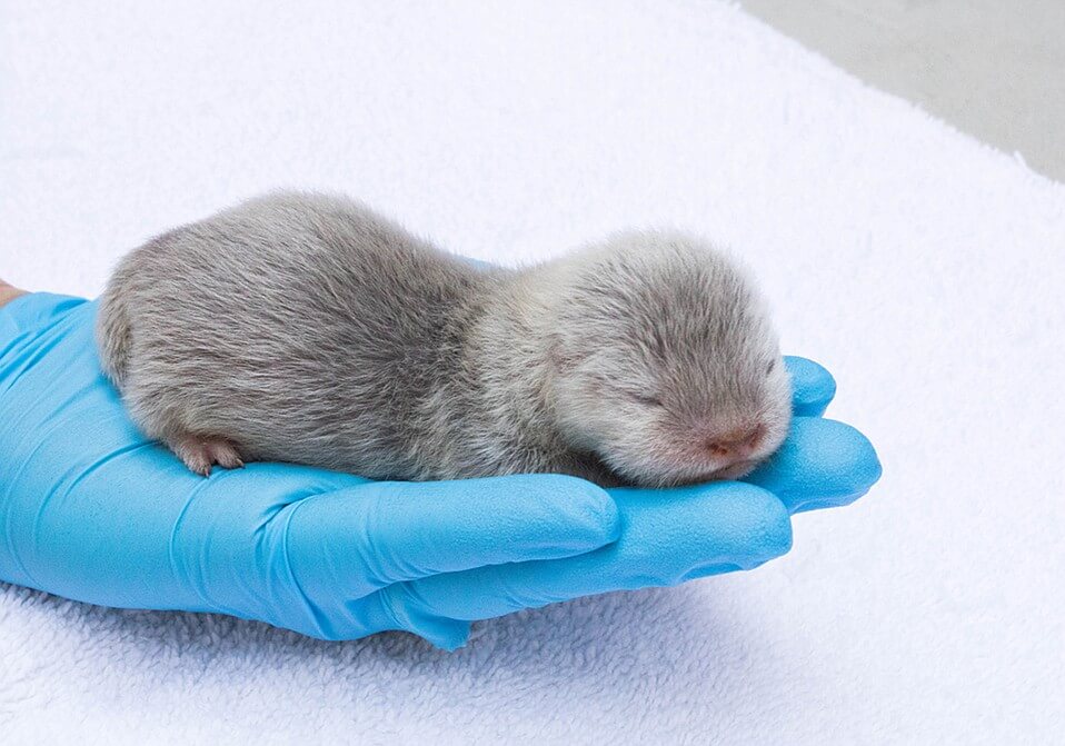 Baby Otters Born at the Santa Barbara Zoo 3 (1)