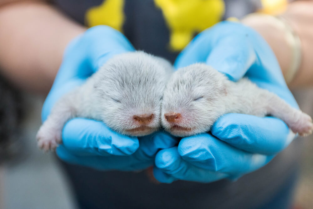 Baby Otters Born at the Santa Barbara Zoo 4 (1)