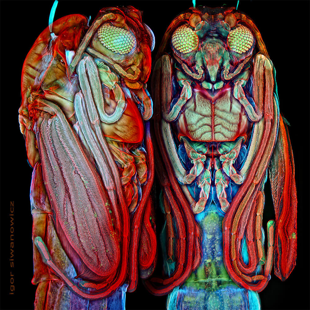 Igor Siwanowicz microscope insect photos 3 (1)