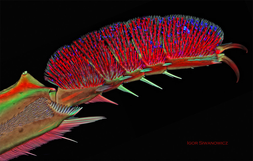 Igor Siwanowicz microscope insect photos 6 (1)