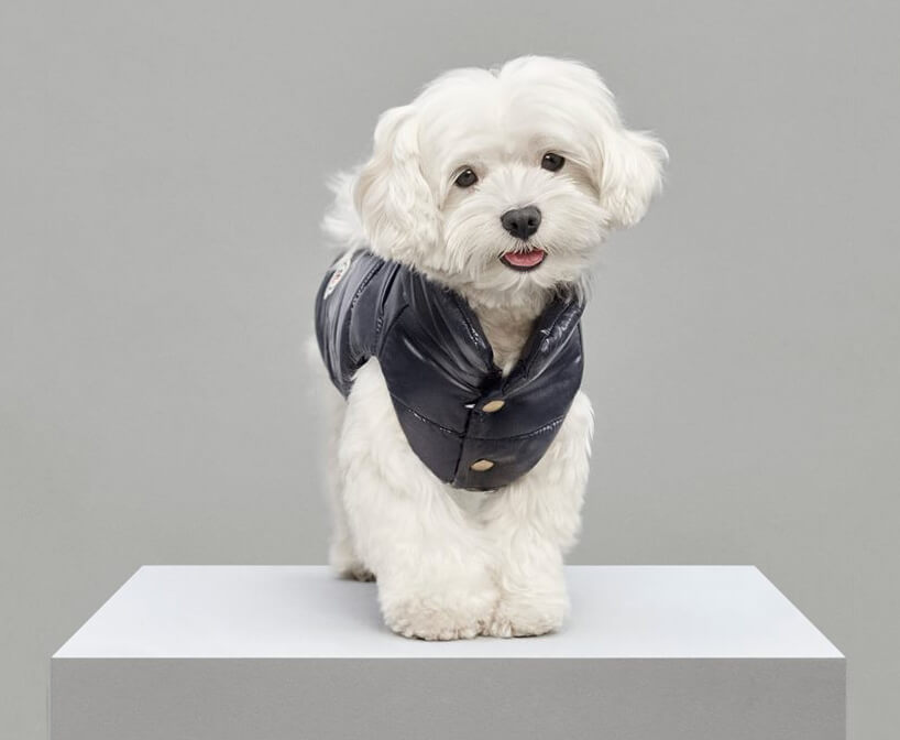 Luxury Puffer Jackets for Dogs by Moncler 2 (1)