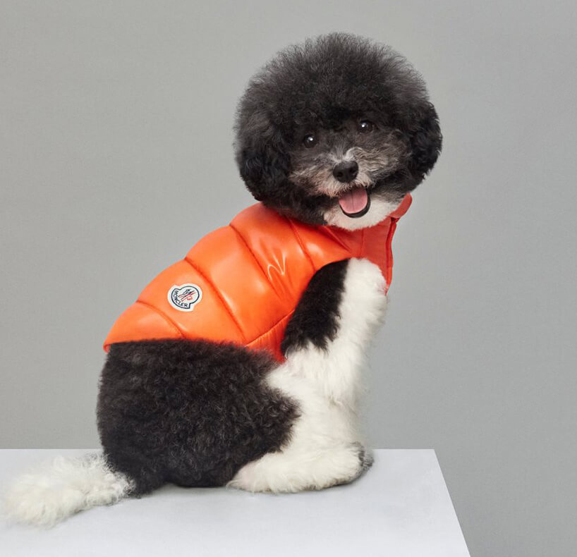 These Luxury Puffer Jackets For Dogs By Moncler And Poldo Dog Couture