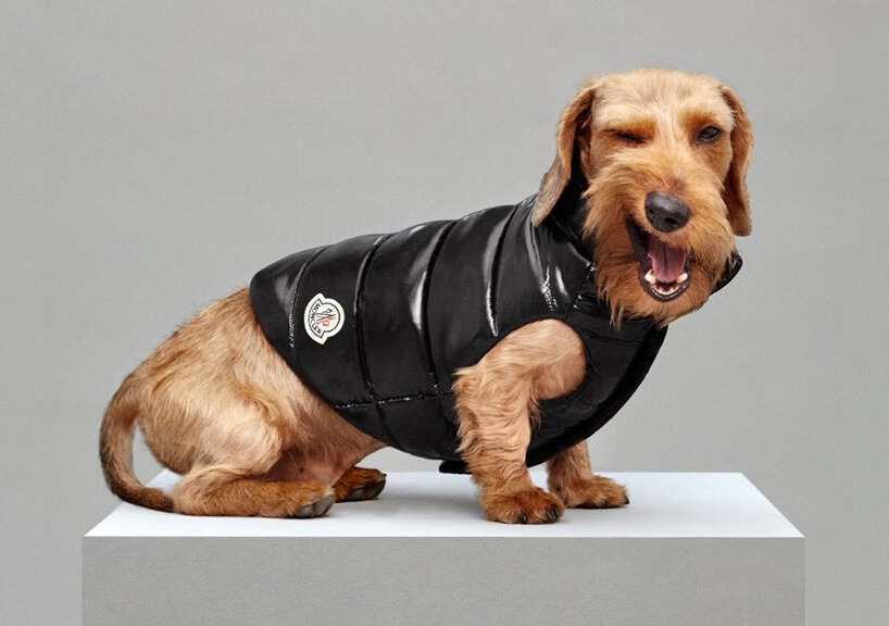 Luxury Puffer Jackets for Dogs by Moncler 4 (1)