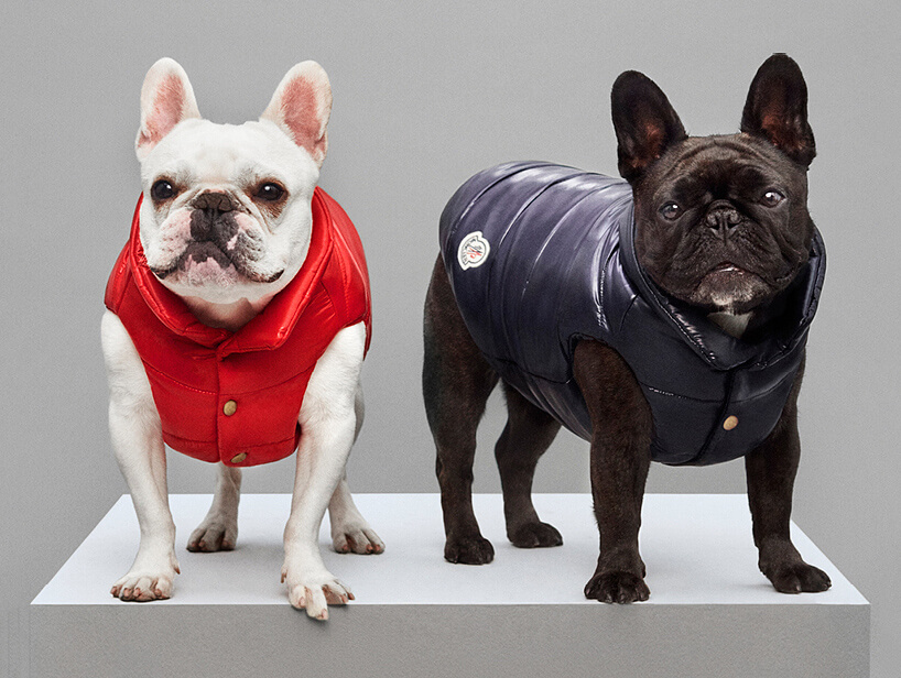 Luxury Puffer Jackets for Dogs by Moncler 5 (1)