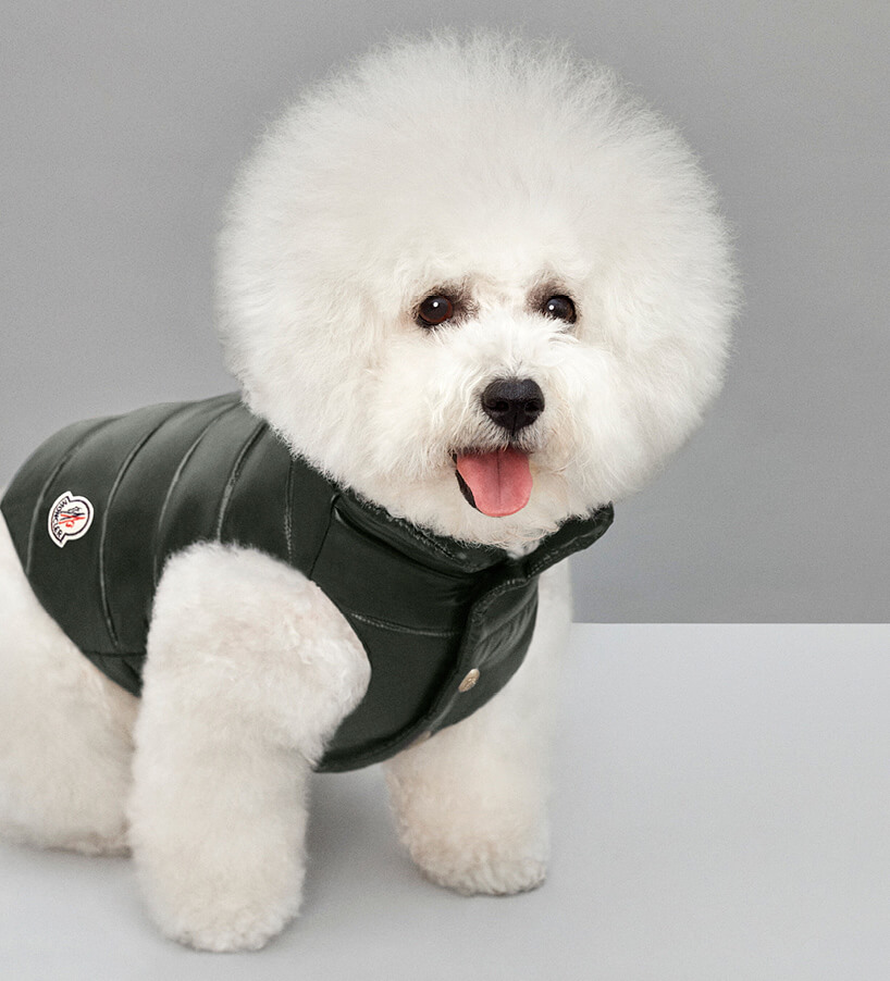 Luxury Puffer Jackets for Dogs by Moncler 6 (1)