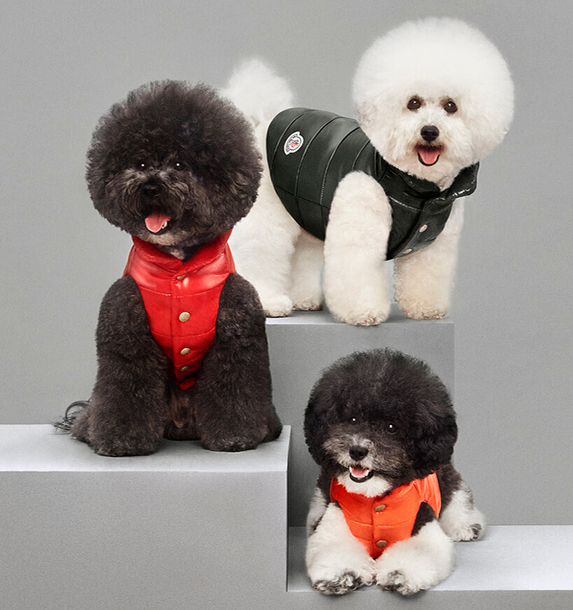 Luxury Puffer Jackets for Dogs by Moncler 7 (1)