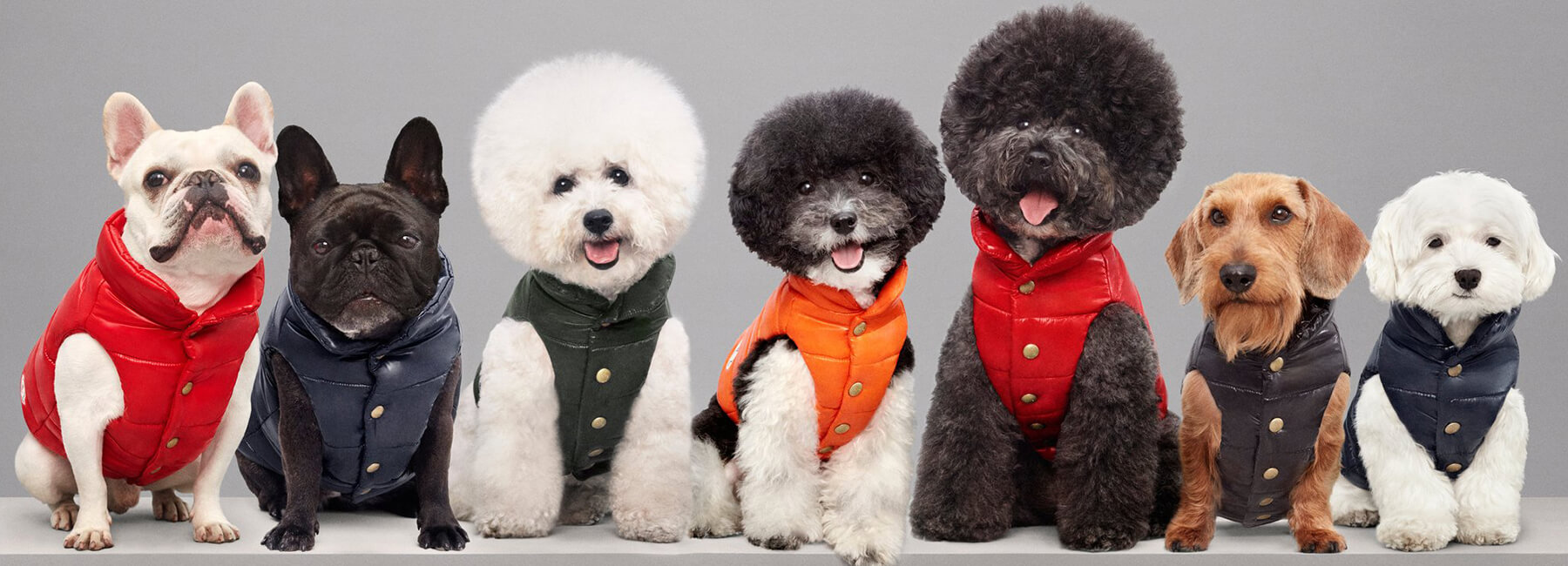 Luxury Puffer Jackets for Dogs by Moncler 9 (1)