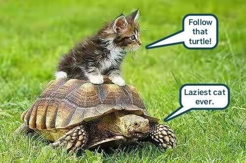 Turtle puns 11 (1)