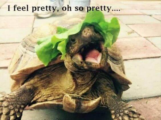 29 Hilarious Turtle Memes That Are So Funny Theyre Actually Dangerous 