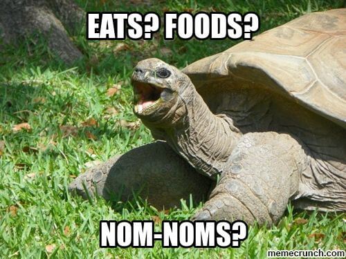 marine tortoise Memes 25 (1)