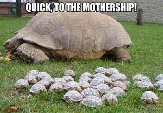 29 Hilarious Turtle Memes That Are So Funny They're Actually Dangerous