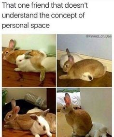 rabbit memes 14 (1)