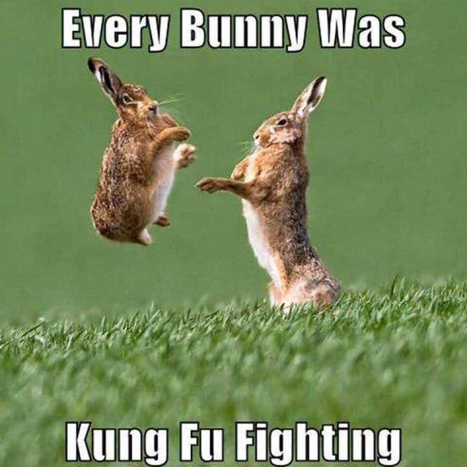 lol bunnies