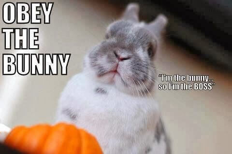 bunnies memes 23 (1)