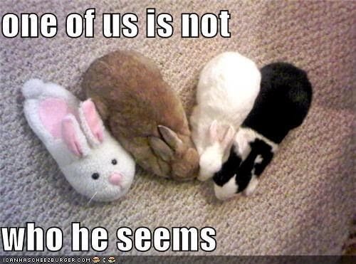 bunnies memes 24 (1)