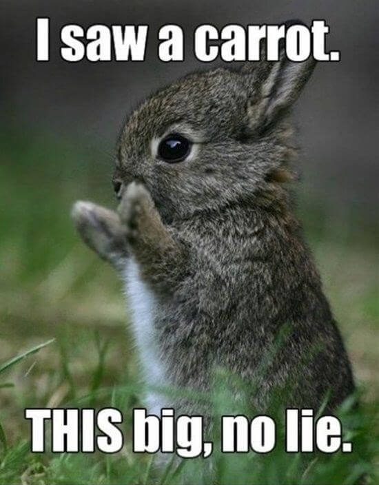 26 Bunny Memes That Are Way Too Cute For Your Screen