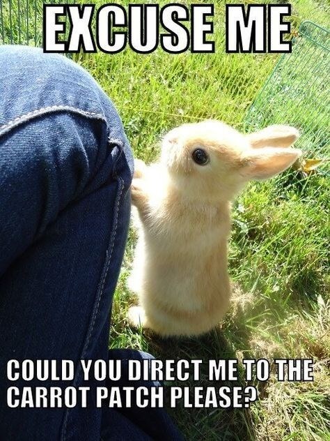 bunny puns 6 (1)