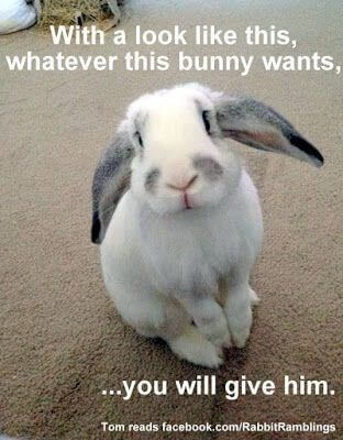 26 Bunny Memes That Are Way Too Cute For Your Screen