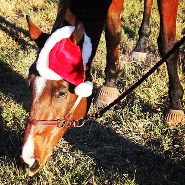 holiday horses 10 (1)