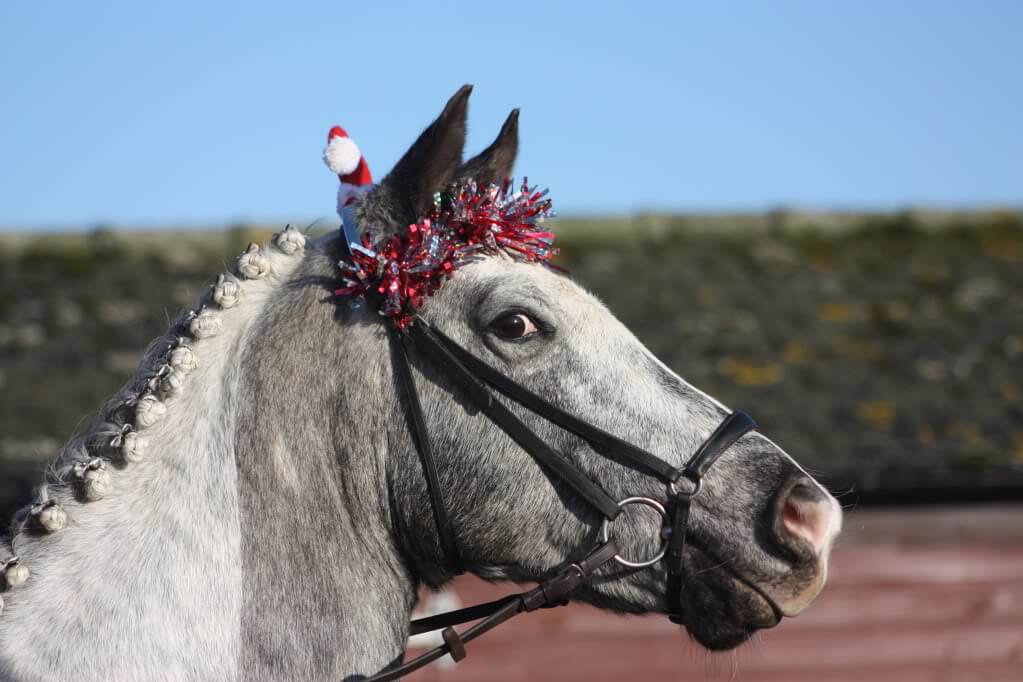 holiday horses 14 (1)