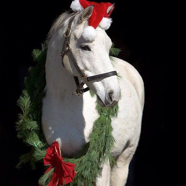 our generation christmas horse