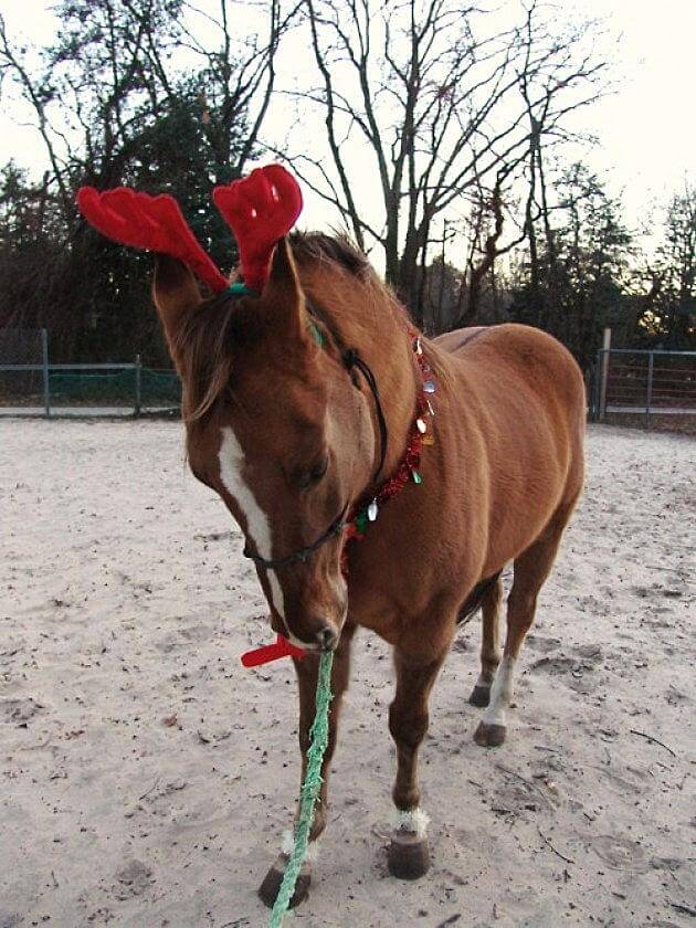 christmas decorated horses 3 (1)